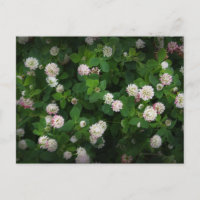Irlandais Clovers 4 Feuilles feuille Lucky St. Pat