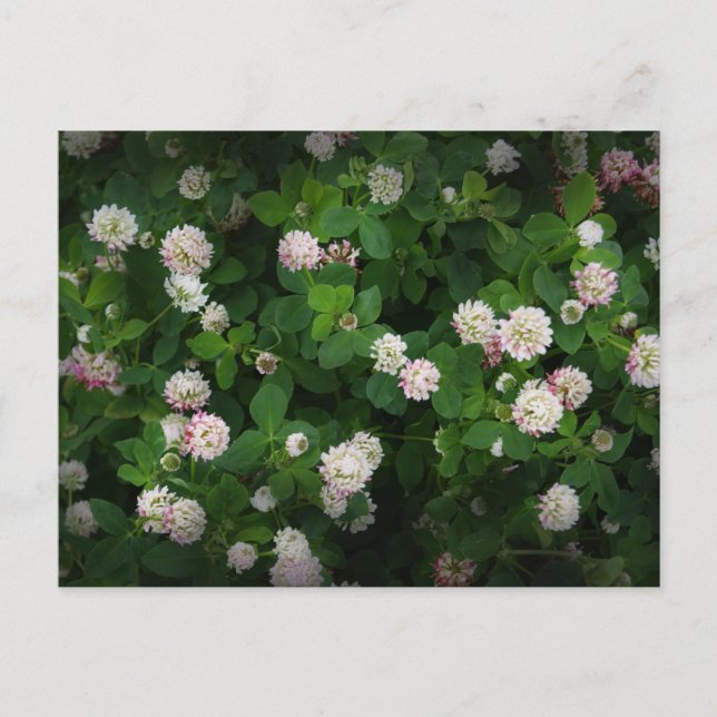 Carte Postale Irlandais Clovers 4 Feuilles feuille Lucky St. Pat (Devant)