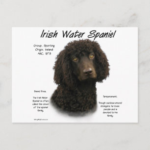 Carte Postale Irlandais Water Spaniel Historique Design