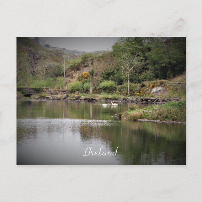 Carte Postale Irlande, Comté Cork, Lac, Cygnes, Photographie (Devant)