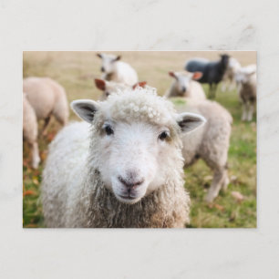 Carte Postale Irlande Élevage de moutons