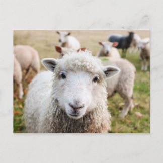 Carte Postale Irlande Élevage de moutons