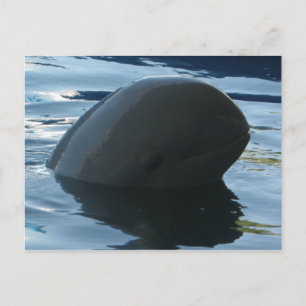 Carte Postale Irrawaddy Dolphin Peek-A-Boo