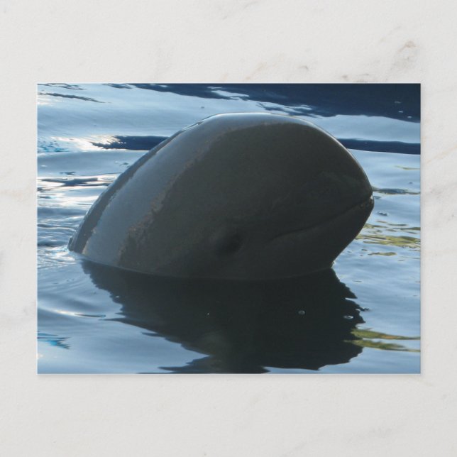 Carte Postale Irrawaddy Dolphin Peek-A-Boo (Devant)