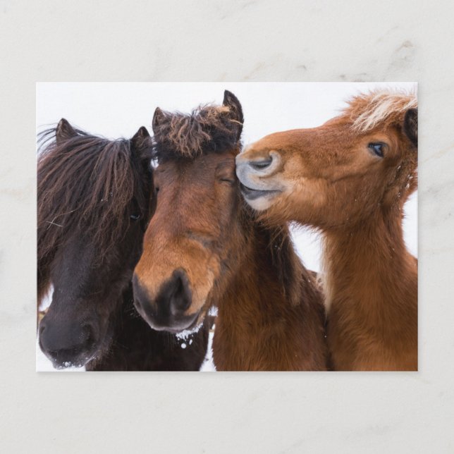 Carte Postale Islandais amis du cheval, Islande (Devant)