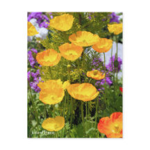 Islande Poppy [Carte postale]
