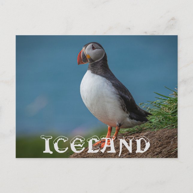 CARTE POSTALE ISLANDE PUFFIN (Devant)