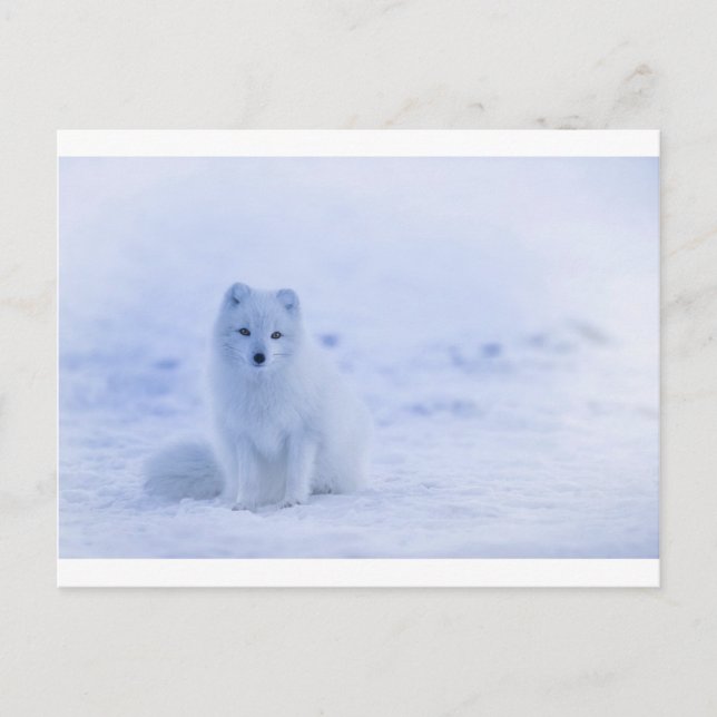 Carte Postale Islande Renard arctique (Devant)