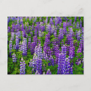 Carte Postale Islande. Vik i Myrdal. Champ de Lupines