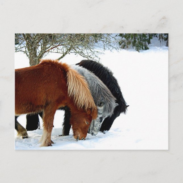 Carte Postale IslandsHästar - Häst (Devant)