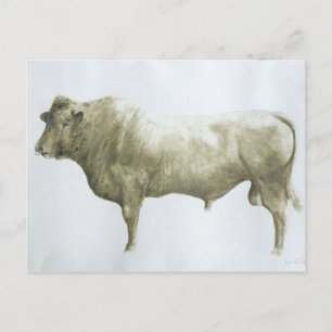 Carte Postale Islay Bull 2004