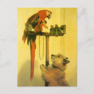 Carte Postale Islay, Tilco, un Macaw et des Inséparables de Land