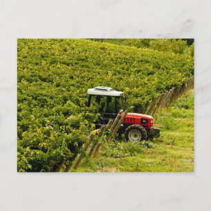 Carte Postale Italie, Toscane, Greve. Les rameurs au travail pen