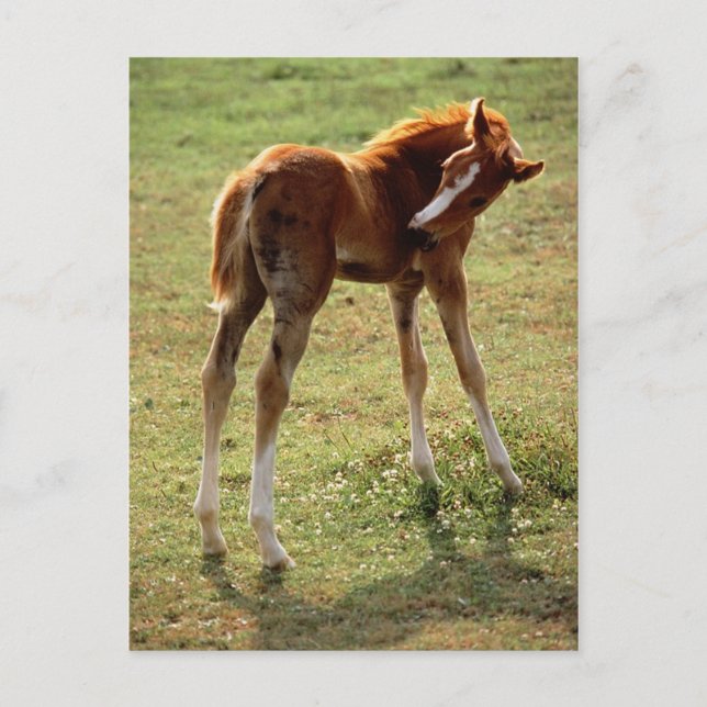 Carte Postale Itchy Foal (Devant)
