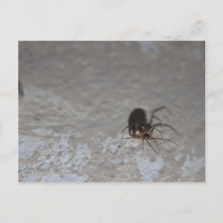 Carte Postale Itsy Bitsy Spider