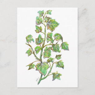 Carte Postale Ivy anglais