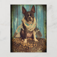 Ivy the Boston Terrier