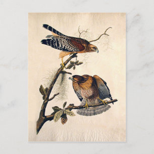 Carte Postale J.J. Audubon (Buse à épaulettes rouge) (1829)