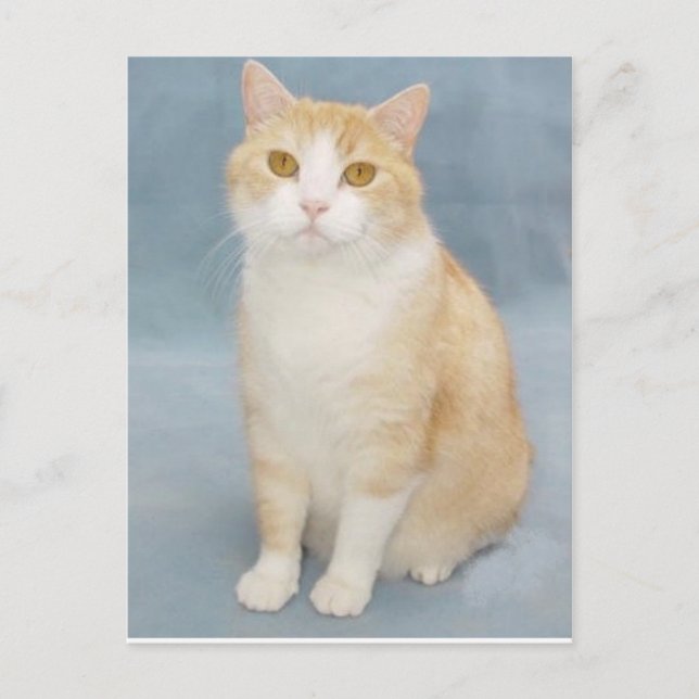 Carte Postale J'abandonne (Devant)