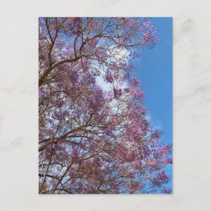 Carte Postale Jacaranda bleu violet