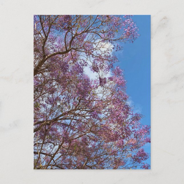 Carte Postale Jacaranda bleu violet (Devant)