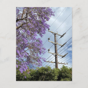 Carte Postale Jacaranda bleu violet
