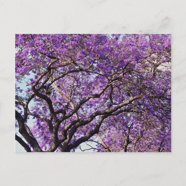Carte Postale Jacaranda dans les fleurs de printemps (Devant)