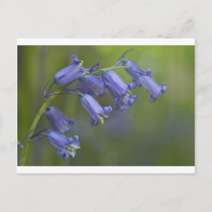 Carte Postale Jacinthe des bois anglaise