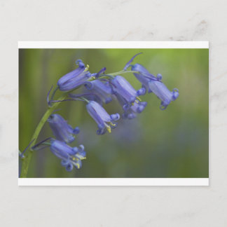 Carte Postale Jacinthe des bois anglaise