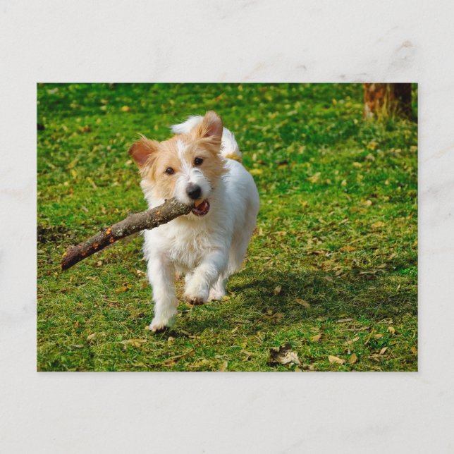 Carte Postale Jack Russel Terrier chien avec photo en bâton (Devant)