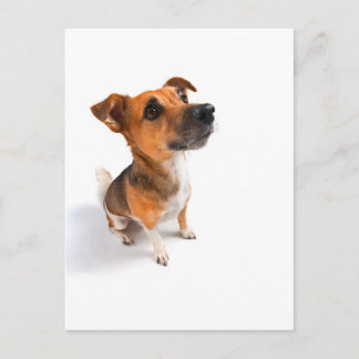 Carte Postale Jack Russell