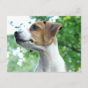 Carte postale Jack Russell Dog