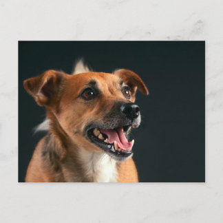 Carte Postale Jack Russell terrier