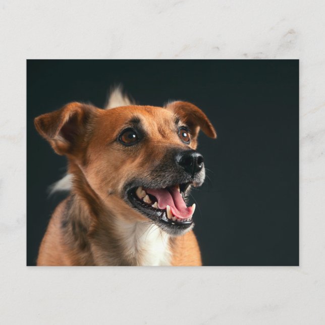 Carte Postale Jack Russell terrier (Devant)