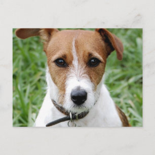 Carte postale Jack Russell Terrier