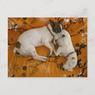 Carte Postale Jack Russell Terrier