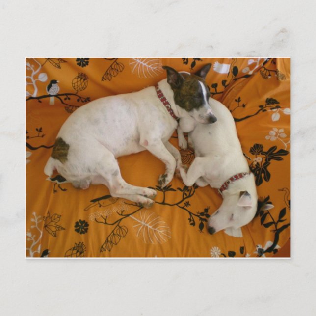Carte Postale Jack Russell Terrier (Devant)