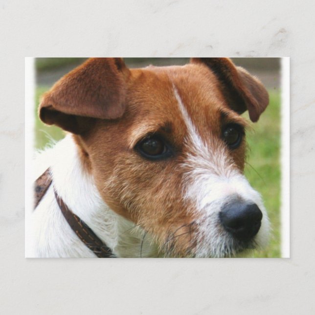 Carte Postale Jack Russell Terrier (Devant)