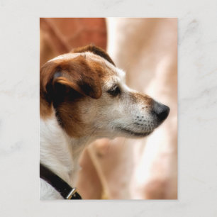CARTE POSTALE JACK RUSSELL TERRIER CHIEN