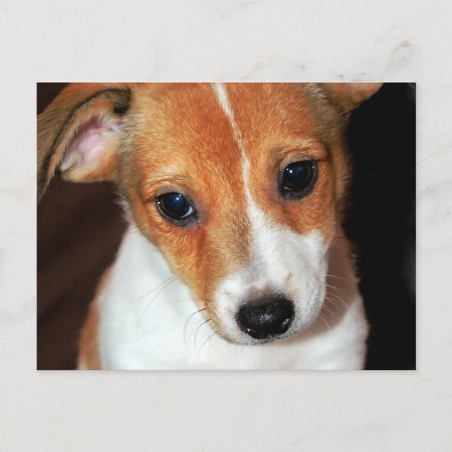 Carte postale Jack Russell Terrier Puppy Chien (Devant)