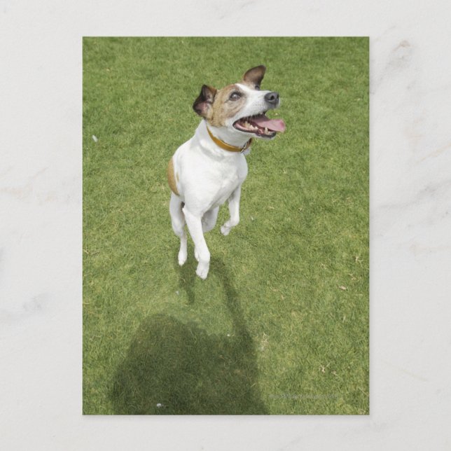 Carte Postale Jack russell terrier saut, vue surélevée (Devant)