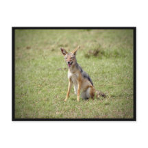 Carte postale Jackal