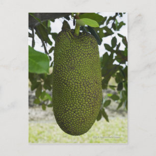 Carte Postale Jackfruit suspendu à l'arbre