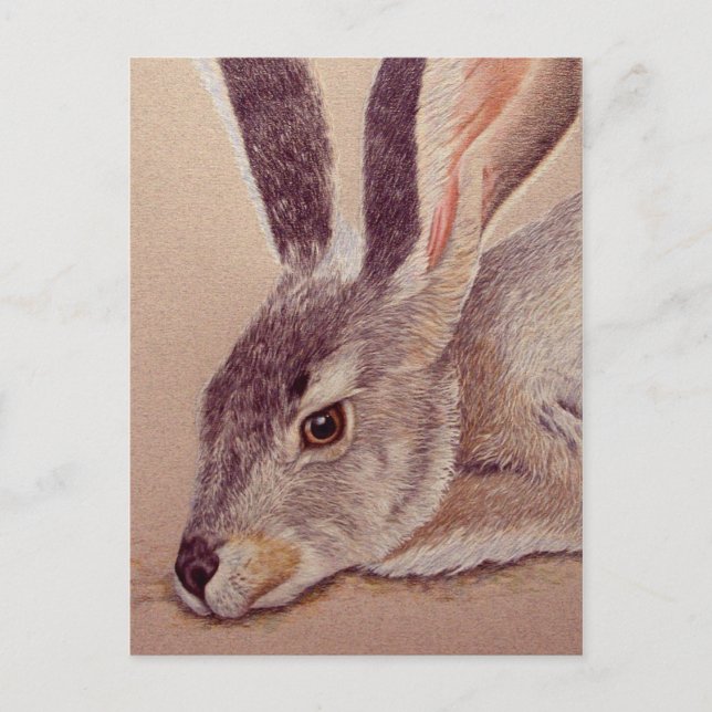 Carte Postale Jacklapin (Devant)