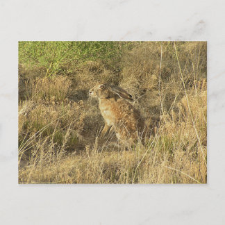 Carte Postale Jacklapin Sundown