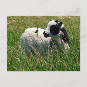 Carte Postale Jacob Ram Lamb