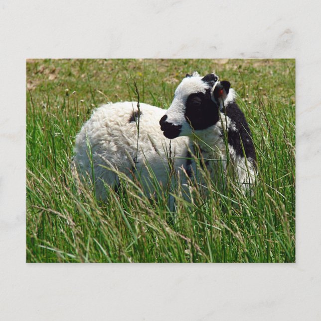 Carte Postale Jacob Ram Lamb (Devant)