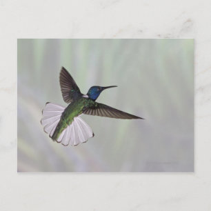 Carte Postale Jacobin à cou blanc Florisuga melivora Costa 2