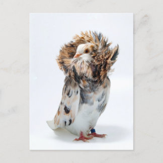 Carte Postale Jacobin Pigeon