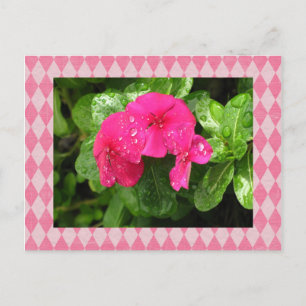 Carte postale Jacquard périphérique rose